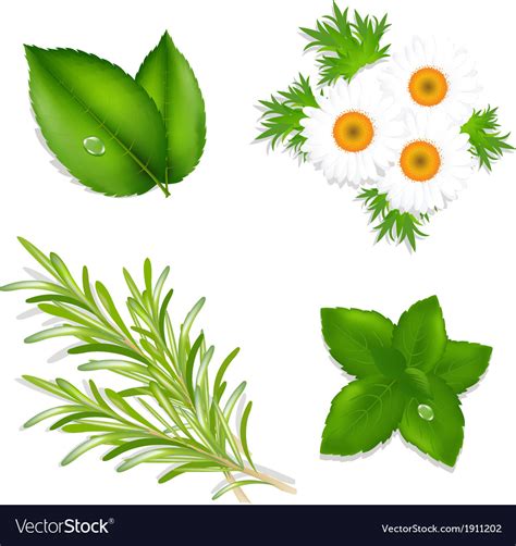 Aroma Herbs Royalty Free Vector Image VectorStock