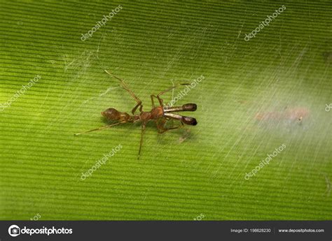 Ant Mimicking Spider Myrmarachne Salticidae Bangalore India Stock Photo