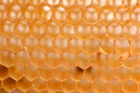 Why Do Bees Love Hexagons Scienceabc