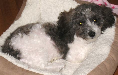 Havachon (Havanese-Bichon Frise Mix) Info, Temperament, Pictures