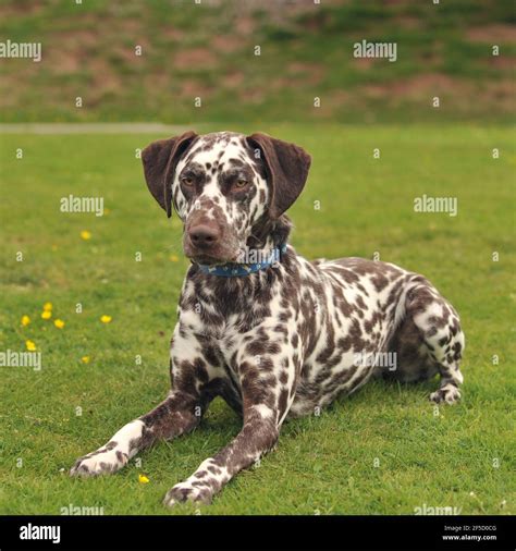 What Is A Liver Spot Dalmatian