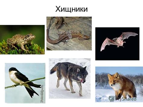 Презентация на тему: "Загадки Травоядные животные Хищники Всеядные ...