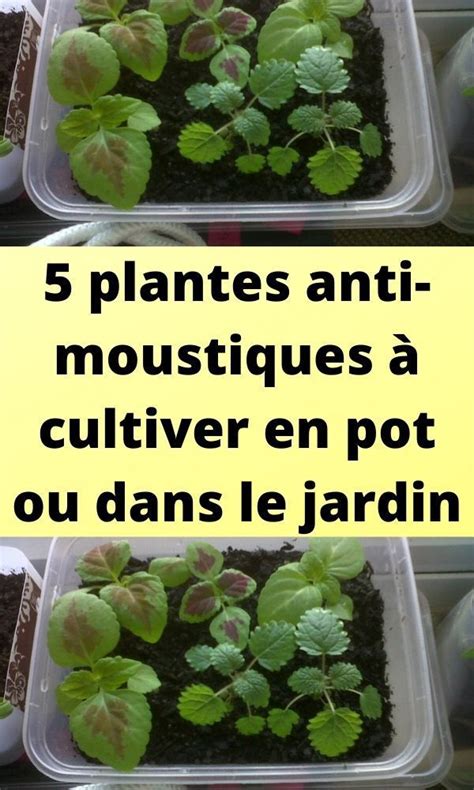 5 plantes anti moustiques à cultiver en pot ou dans le jardin Plante