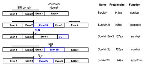 Schematic Of Survivin Splice Variants The Survivin Gene Encodes For The