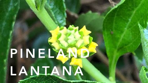 Lantana Florida Native Plants Lanscaping Youtube