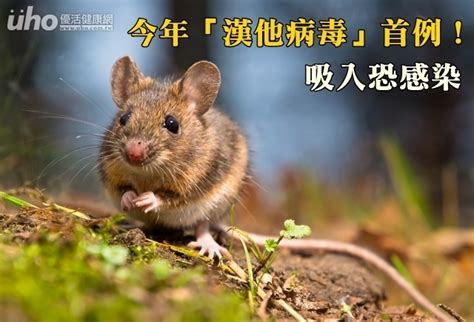 今年「漢他病毒」首例！吸入恐感染uho優活健康網