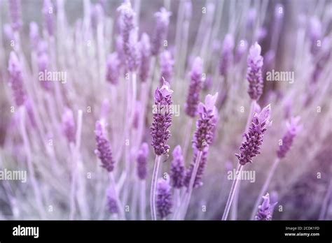 Purple lavender fields in bloom Stock Photo - Alamy