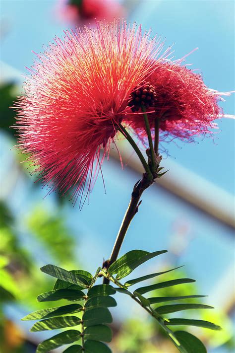 Blood Flower 001 C Photograph By David Allen Pierson Fine Art America