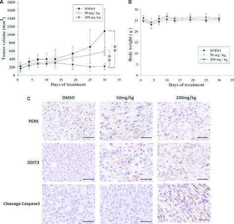 Antitumor Effects Of K In The Nude Mice Xenograft Model A Shown Is