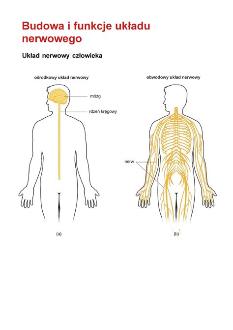 Budowa I Funkcje Uk Adu Nerwowego Budowa I Funkcje Uk Adu Nerwowego