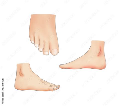 Illustration Of Biology Drawing Human Feet In Various Forms Shapes Of