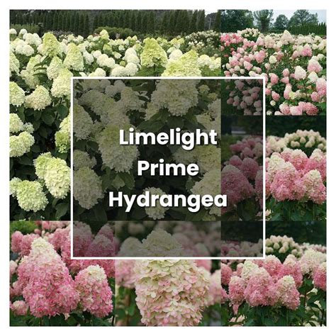 How To Grow Limelight Prime Hydrangea Plant Care And Tips Norwichgardener