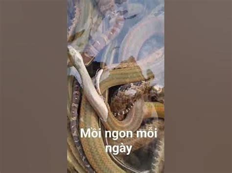 ran bong sung mien tay youtube