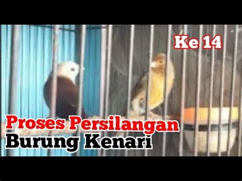 Proses Penjodohan Burung Kenari Dengan Bondol Hari Ke Youtube