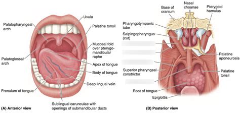 A8 Muscles Of Soft Palate Diagram Quizlet