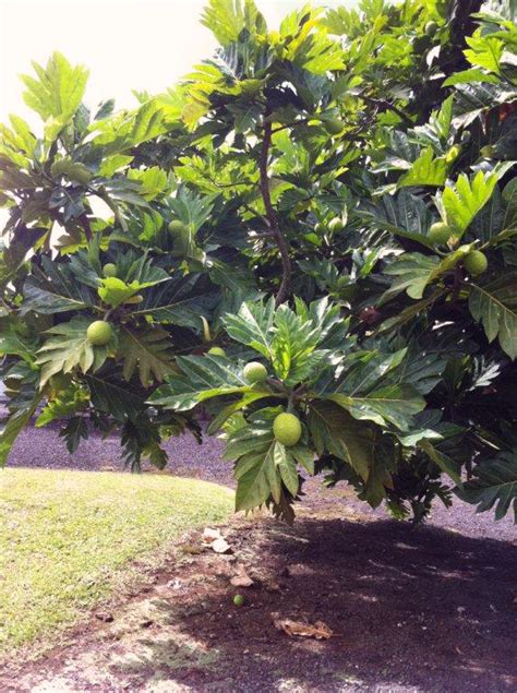 Growing Ulu Hamakua Springs