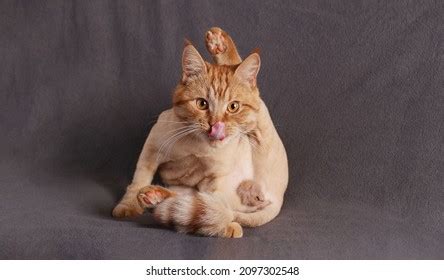 658 Lick Wounds Images, Stock Photos, 3D objects, & Vectors | Shutterstock