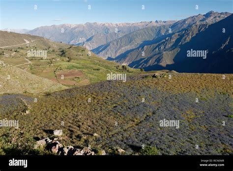 Colca Canyon In Peruvian Andes Stock Photo Alamy