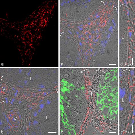 Double Label Immunofluorescence Microscopy Of Cross Sections Through Download High Quality