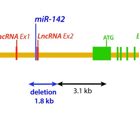 Schematic Representation Of The MiR 142 Locus In The Mouse