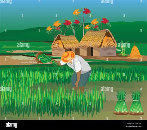 Farmer Work In Paddy Field Vector Design Stock Vector Image Art Alamy