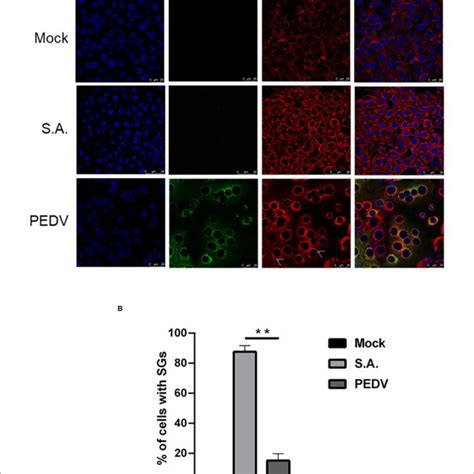 Pedv Infection Prevents Sgs Formation In Most Infected Cells A