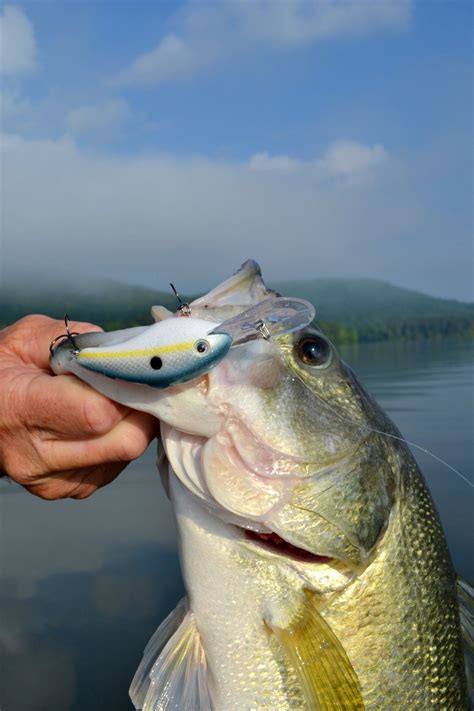 The Best Lures for Bass Fishing