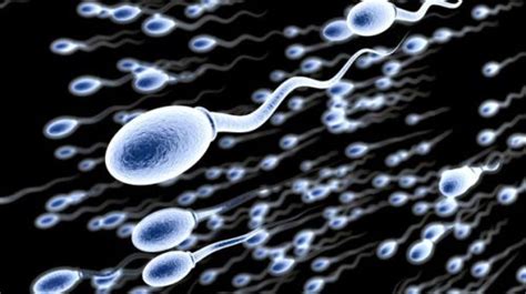 10 Interesting Sperm Facts My Interesting Facts