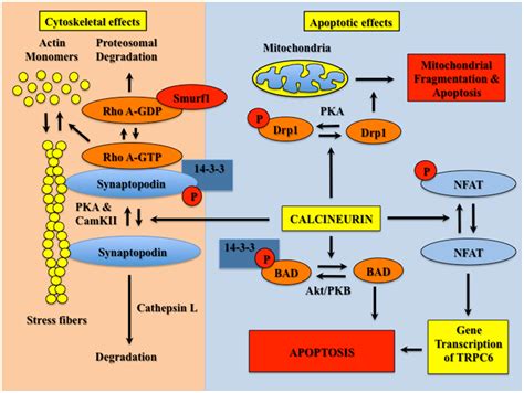 Calcineurin Inhibitor Pictures Photos