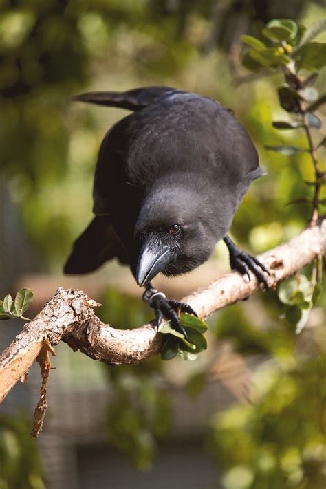 i love dying and being dead | ainawgsd: Hawaiian Crow The Hawaiian crow is...