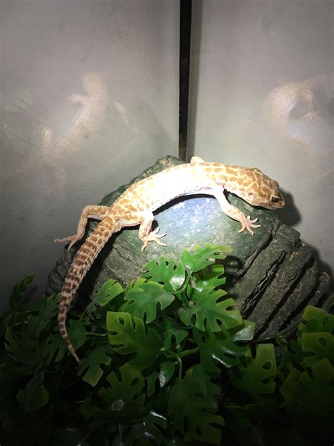 can gecko losing weight indoors 2