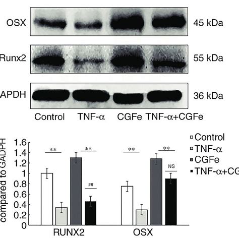 Cgfe Increases Runx And Osx Protein Expression A Western Blot