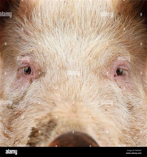 Pig Face High Resolution Stock Photography And Images Alamy