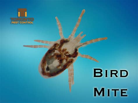 Bird Mites Extermination And Pest Control In Toronto Pest Control Toronto