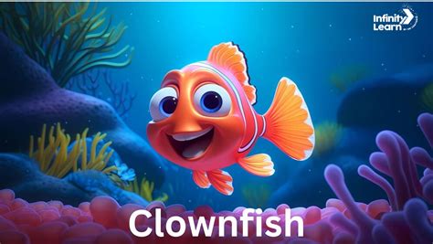 Clownfish - Scientific Name, Size Species and Facts