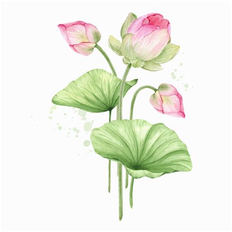 Premium Vector Pink Lotus Flowers And Leaves Watercolor Illustration