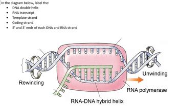 Answered: the diagram below, label the: DNA… | bartleby