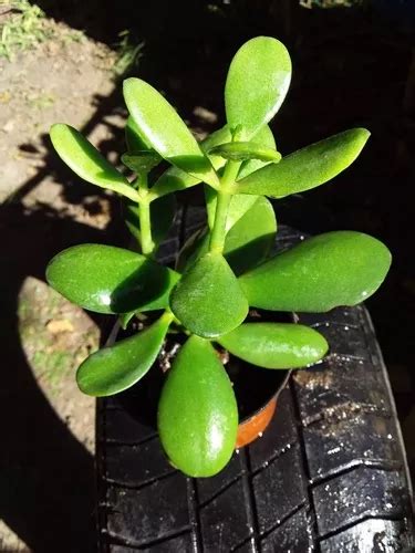 Crassula Ovata Rbol De Jade Suculenta Para Bonsai En Venta En Tres De