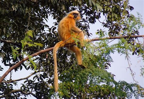 Golden Langur Monkey Primate Gee'S - Free photo on Pixabay - Pixabay