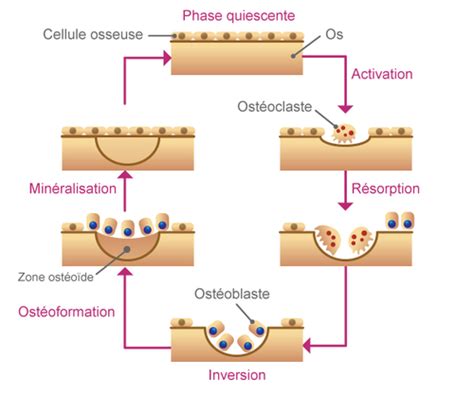 Les Tissus Osseux Flashcards Quizlet