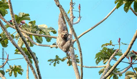 Folivora Uma Subordem De Mam Feros Da Ordem Pilosa Cujas Esp Cies