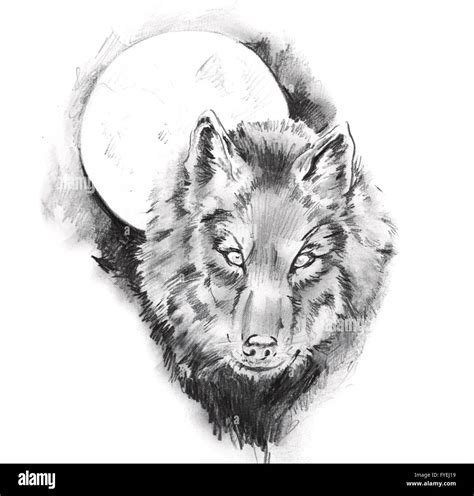 Sketch of tattoo art, wolf Stock Photo - Alamy