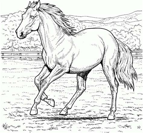 Coloriage Des Plus Beau Chevaux Du Monde Animaux