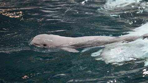 Adorable Baby Beluga Born at Aquarium (PHOTOS) | The Weather Channel