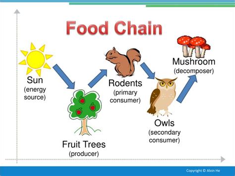 PPT - Temperate Deciduous Forest PowerPoint Presentation - ID:2638689