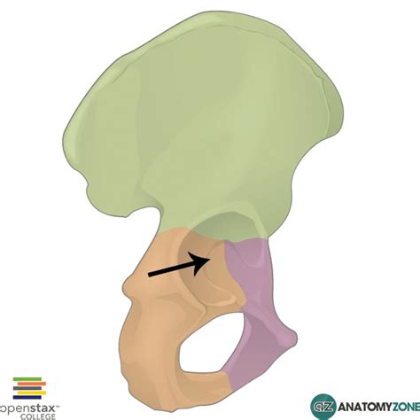 Acetabulum Anatomyzone