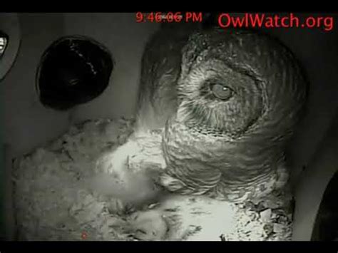 Owlwatch Barred Owls Motherly Love Youtube