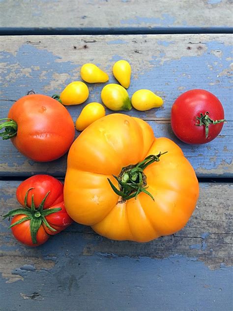 How to Pick the Best Tomato Varieties for Your Garden | Shifting Roots