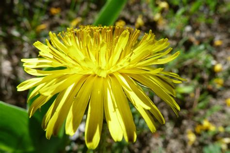 Free Images Nature Grass Light Meadow Dandelion Leaf Flower