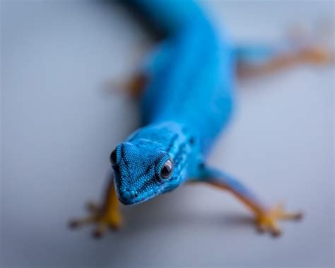 Wallpaper Blue lizard 1920x1200 HD Picture, Image